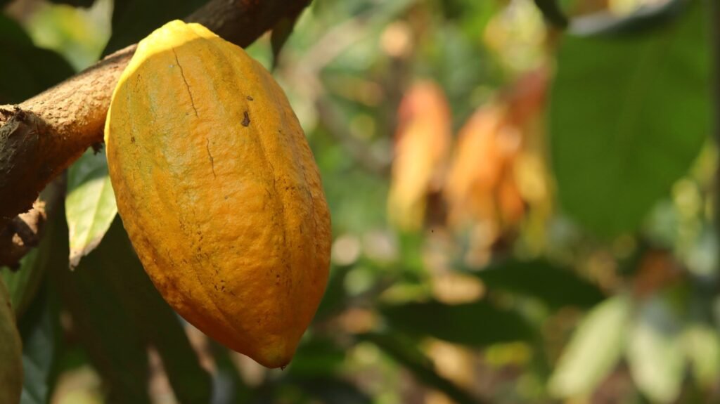 Mazorcas de cacao maduras en el árbol, en una parcela de cultivo