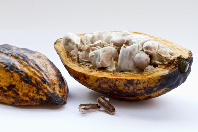 Mazorca de cacao abierta con las semillas cubiertas de mucílago