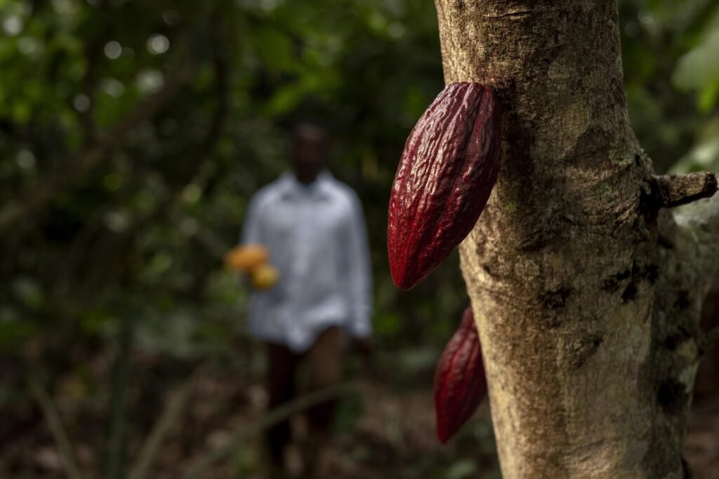 Mazorca de cacao en el tronco de un árbol en una plantación