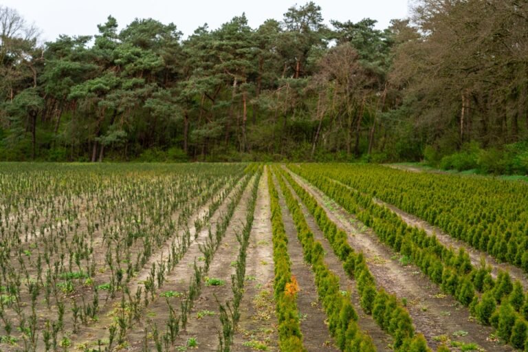 Hileras de árboles jóvenes en una plantación forestal comercial