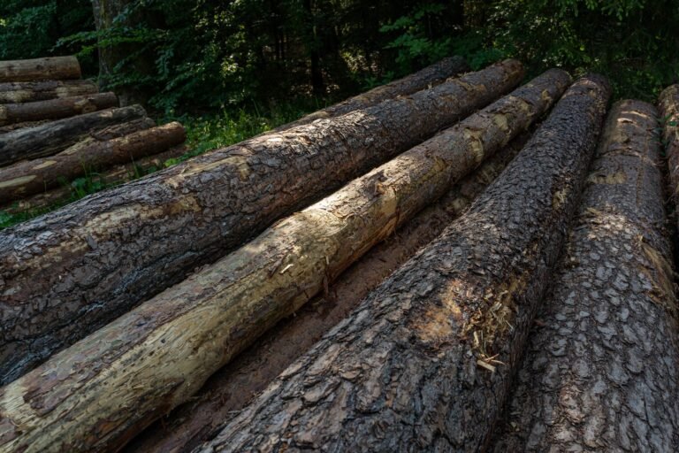 Trozas de madera apiladas en un claro del bosque